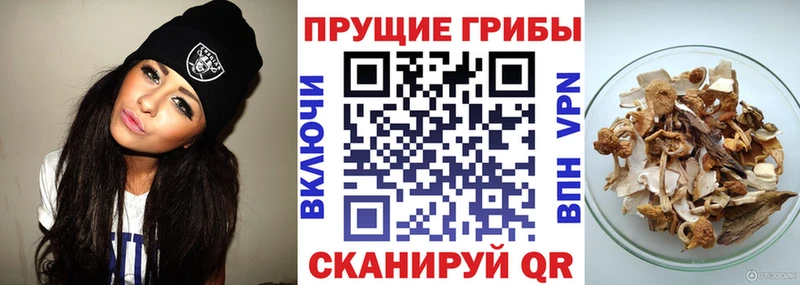 Галлюциногенные грибы Psilocybe  купить закладку  hydra онион  Корсаков 